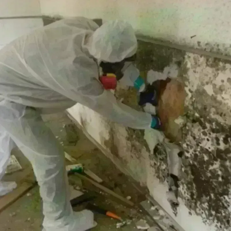 Mold Remediation and Removal in Sebastopol, CA